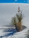 White Sands National Monument in New Mexico