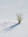 White Sands National Monument in New Mexico