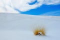 White Sands, NM Royalty Free Stock Photo