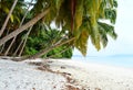 White Sandy Beach with Azure Water with Row of Coconut Trees and Greenery - Vijaynagar, Havelock, Andaman Nicobar, India