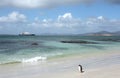 Beach on Carcass Island, Falkland Islands