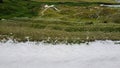 White sandy beach, hilly terrain. Thickets of marram grass. European beachgrass Royalty Free Stock Photo