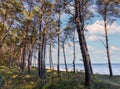 white sandy beach - view through the dune forest to the Baltic Sea between Zinnowitz and Zempin on the island of Usedom