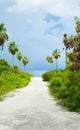 White sandy path between bushes and palm trees Royalty Free Stock Photo