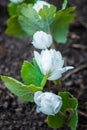 White Sanguinaria flower on the ground