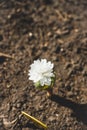 White Sanguinaria flower on the ground