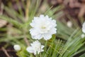 White Sanguinaria flower on the ground