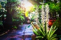 White Sansevieria Boncellensis Flowers in the garden