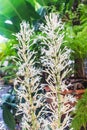 White Sansevieria Boncellensis Flowers in the garden