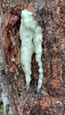 White sap latex comes out from Styrax sumatrana paralelloneurum frankincense tree trunk