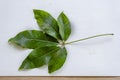 White Sapote Leaves