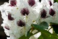 White Sappho Rhododendron