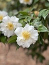 White Sasanqua camellia blooming in a garden