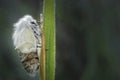 White satin Moth emerging at Ainsdale Local Nature Reserve