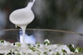 A white sauce pour over green salad Royalty Free Stock Photo