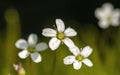 White saxifraga flowers Royalty Free Stock Photo