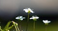 White saxifraga flowers Royalty Free Stock Photo