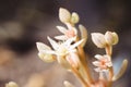 White Saxifrage flower in the garden