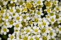 White saxifrage flowers. Flowering plant close-up