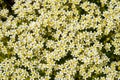 White saxifrage flowers. Flowering plant close-up