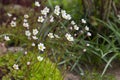 White saxifrage flowers on a semi-blurred background