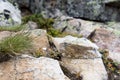 White saxifrage, one of the first spring flowers, growing at calcareous rocks Royalty Free Stock Photo