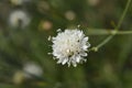 White scabious