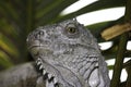 White Scale Green Eyed Iguana Close-up Royalty Free Stock Photo