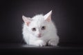 White scared kitten on a black background Royalty Free Stock Photo