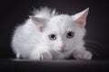 White scared kitten on a black background Royalty Free Stock Photo