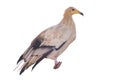 White scavenger vulture or pharaoh`s chicken Neophron percnopterus Royalty Free Stock Photo