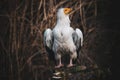 Egyptian vulture sitting on the stump Royalty Free Stock Photo