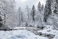 White scene of winter beauty snow forest inside, the river among the snow-covered forest, panorama of wild nature