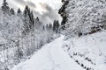 White scene of winter beauty snow forest inside, the river among the snow-covered forest, panorama of wild nature