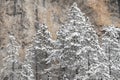 White scene of winter beauty snow forest inside, trees on a rock slope, panorama of wild nature wintery background