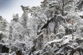 White scene of winter beauty snow forest inside, trees on a rock slope, panorama of wild nature wintery background Royalty Free Stock Photo