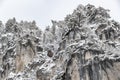 White scene of winter beauty snow forest inside, trees on a rock slope, panorama of wild nature wintery background