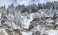 White scene of winter beauty snow forest inside, trees on a rock slope, panorama of wild nature wintery background Royalty Free Stock Photo