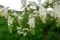 White scented blossom of bird-cherry tree