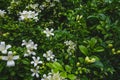 Flowers with lush green leaves of Orange jessamine in garden