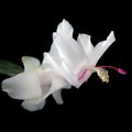 White Schlumbergera Christmas Cactus Flower Closeup, isolated black Royalty Free Stock Photo