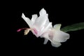 White Schlumbergera Christmas Cactus Flower Closeup, isolated on black, large detailed horizontal macro closeup Royalty Free Stock Photo