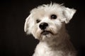 White schnauzer dog portrait