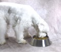 White schnauzer eating dog food. Dog eating food from bowl. Royalty Free Stock Photo