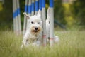 White schnauzer miniature in agility slalom on privat training.