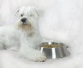 White schnauzer eating dog food. Dog eating food from bowl.