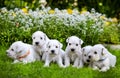 White schnauzer puppies