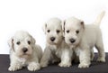 White schnauzer puppies