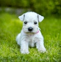 White schnauzer puppy