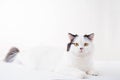 White Scottish Fold cat